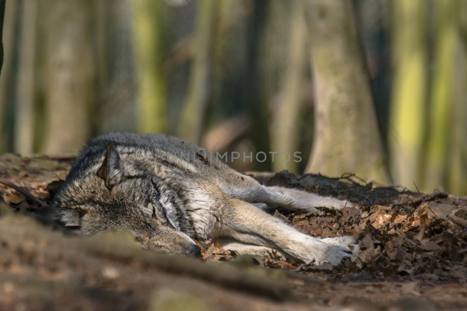 Gray wolf chill and hides in the green leaves forest