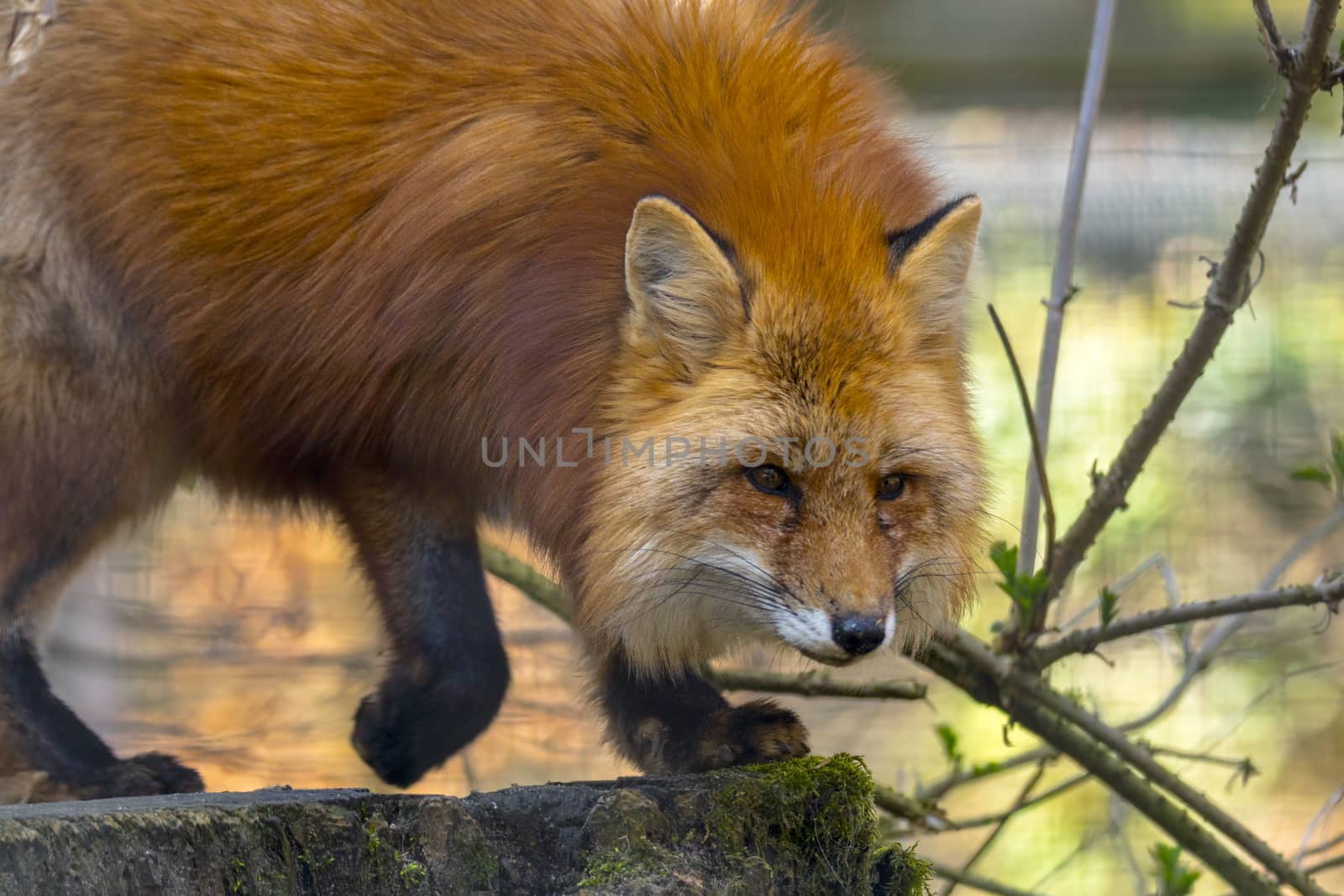 red fox hunting season in summer light