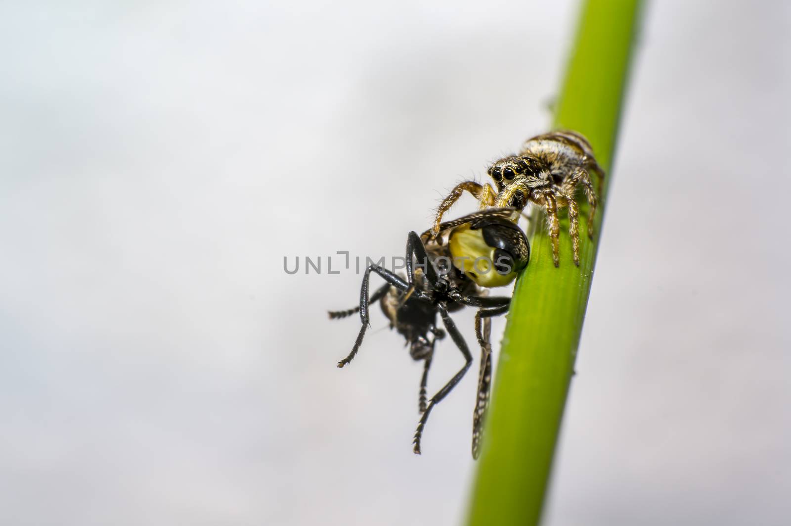 tiny zebra jumping spider with fly prey in perfect nature