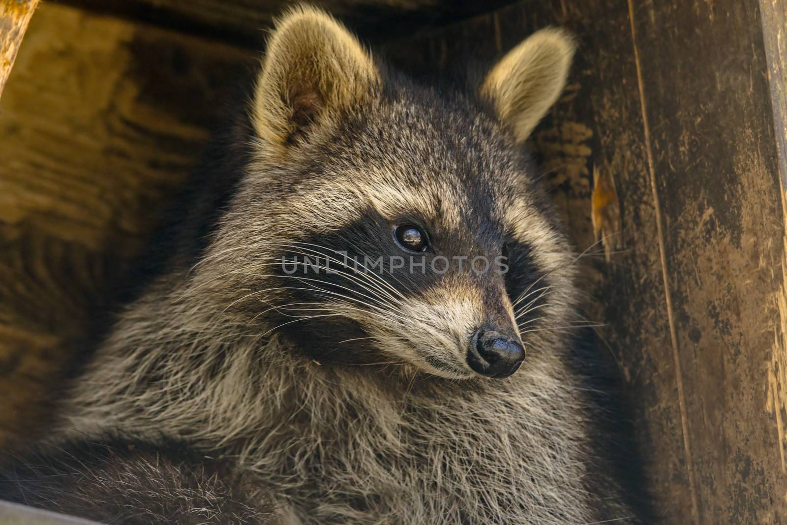 Young season raccoon plays hide in green leaves Forest