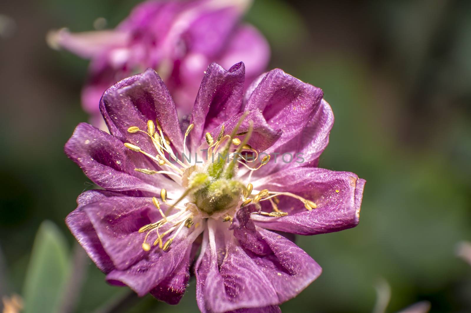 pink flowering in the green season garden