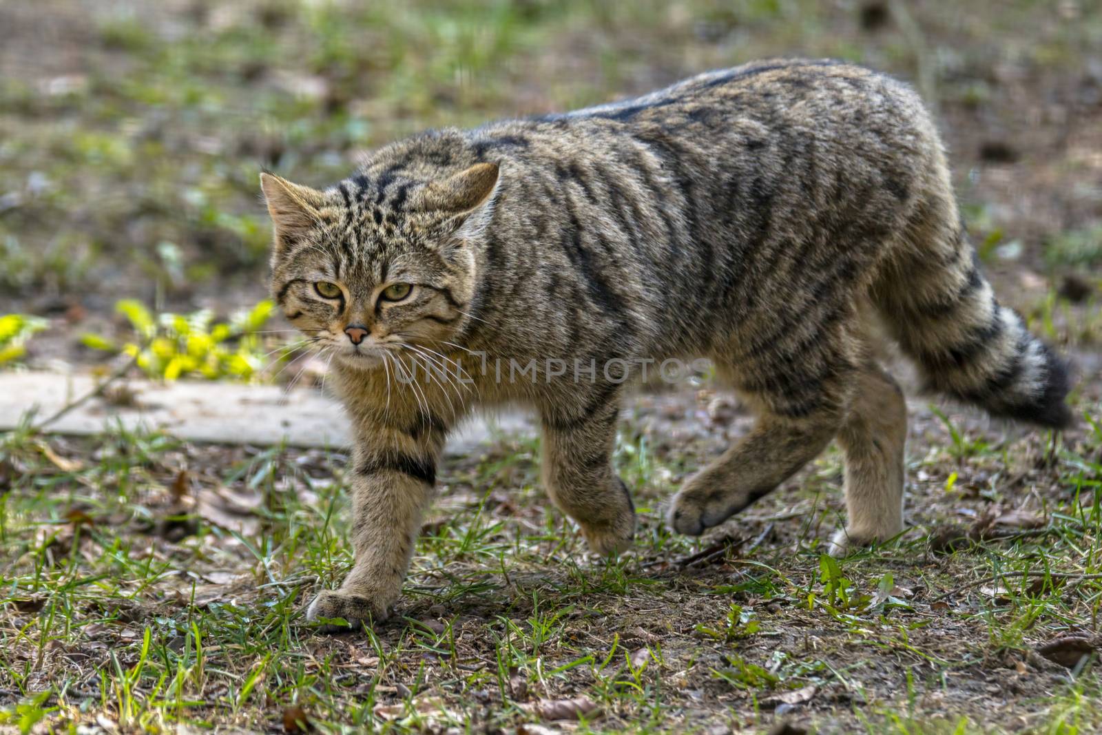 wild cat in the green season leaf forest