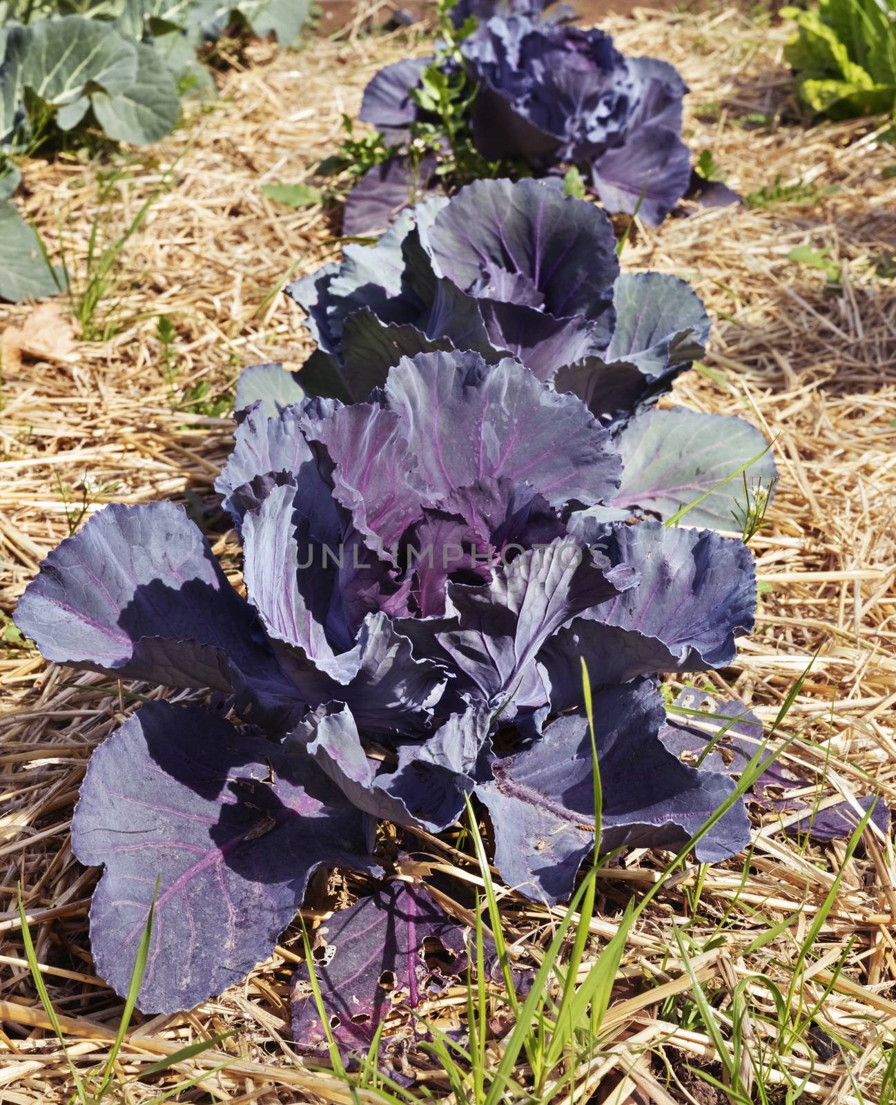 Beautiful red cabbage plants in a vegetable garden in a bright sunny day ,dark purple leaves  ,the plants are surrounded by mulch