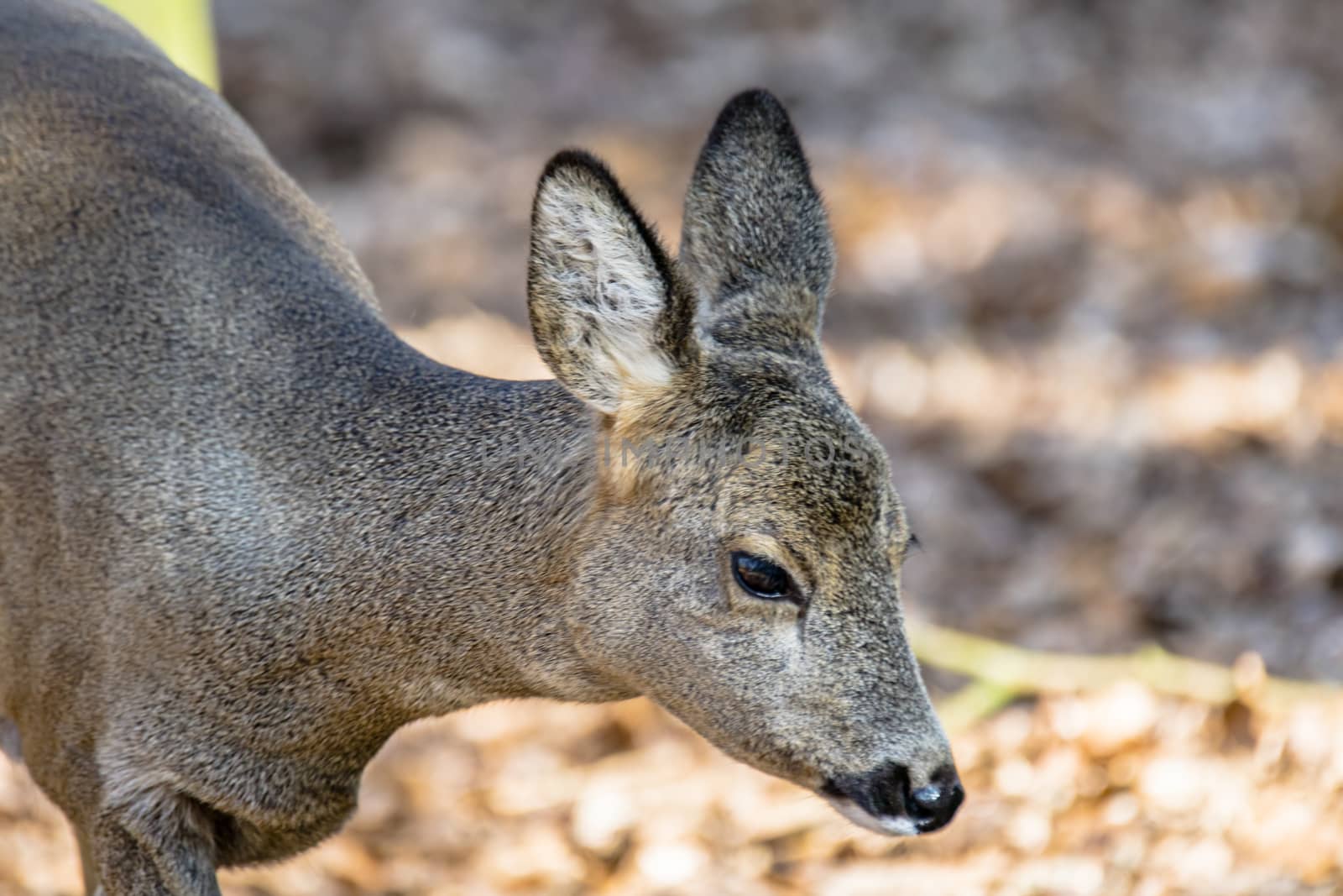 roe deer at field in the wild nature