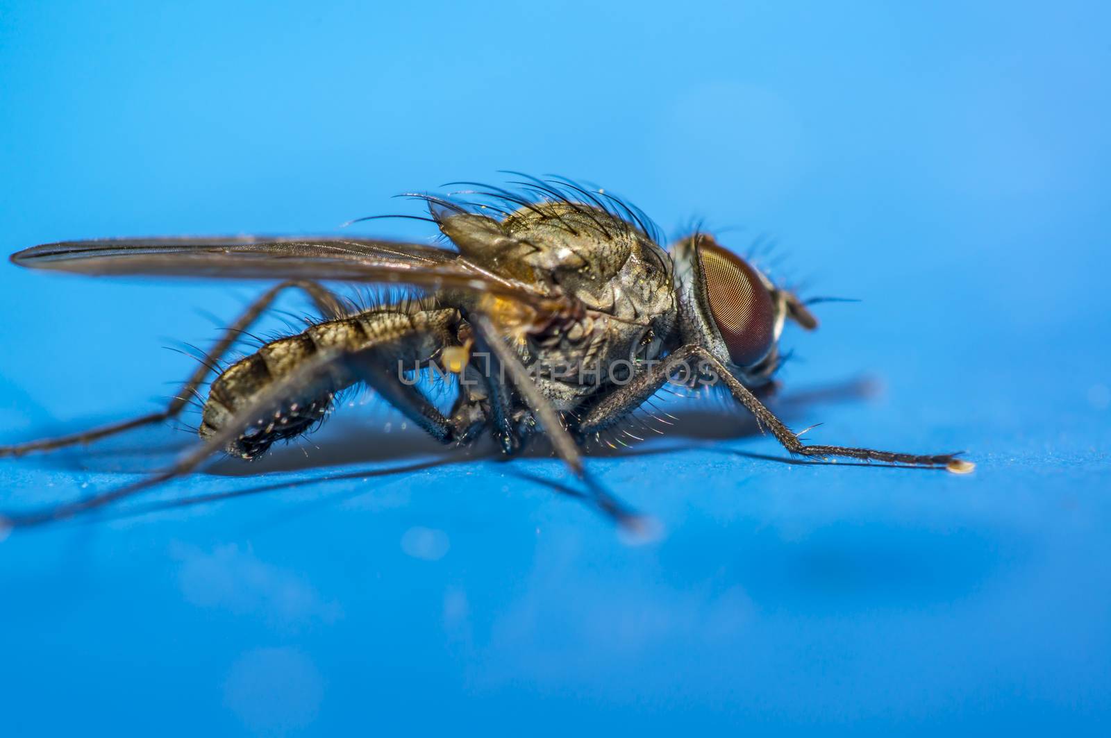 small macro fly in wild life nature