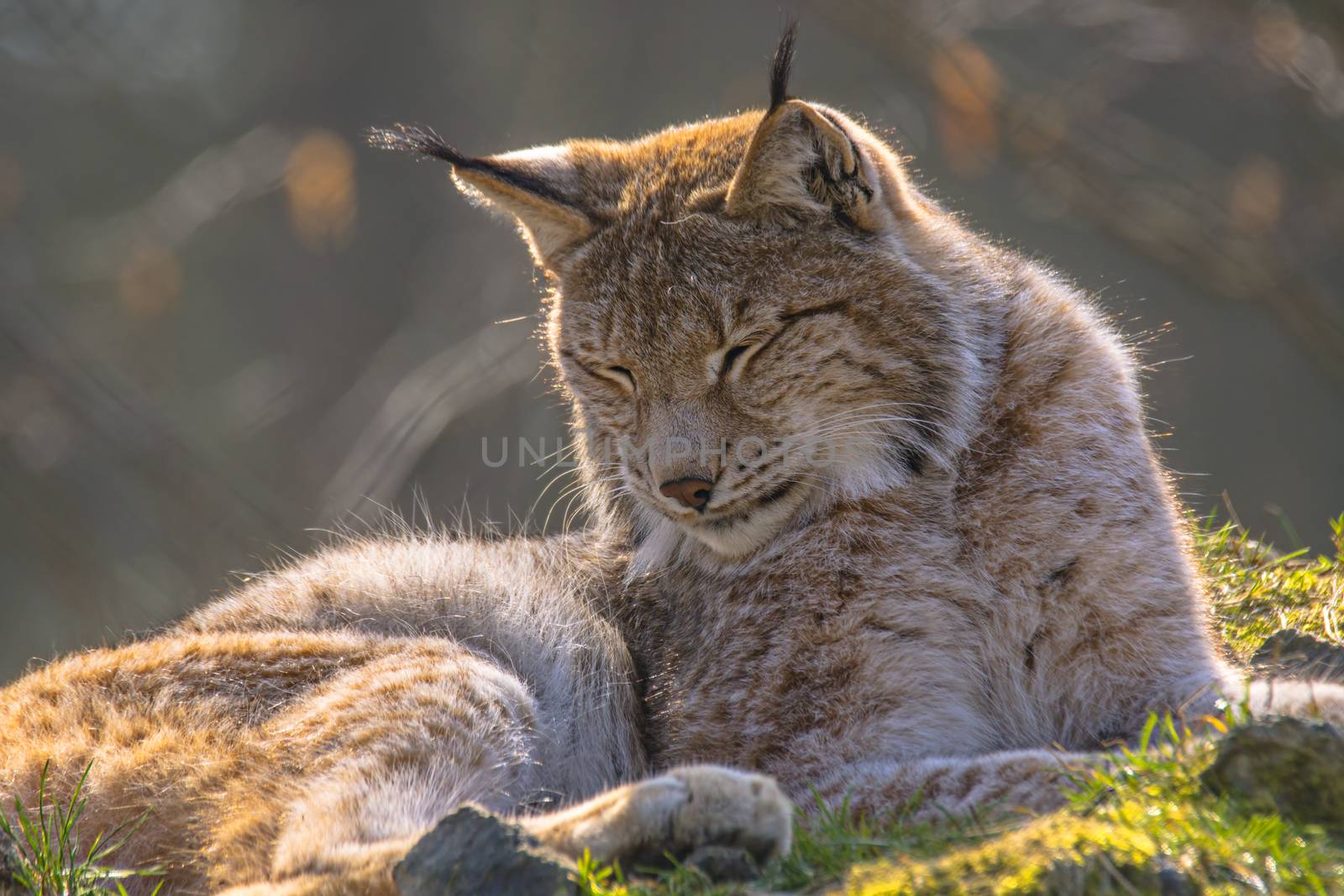 cute young lynx in the colorful wilderness forest