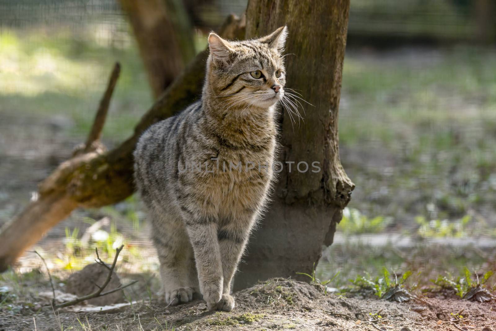 wild cat in the green season leaf forest