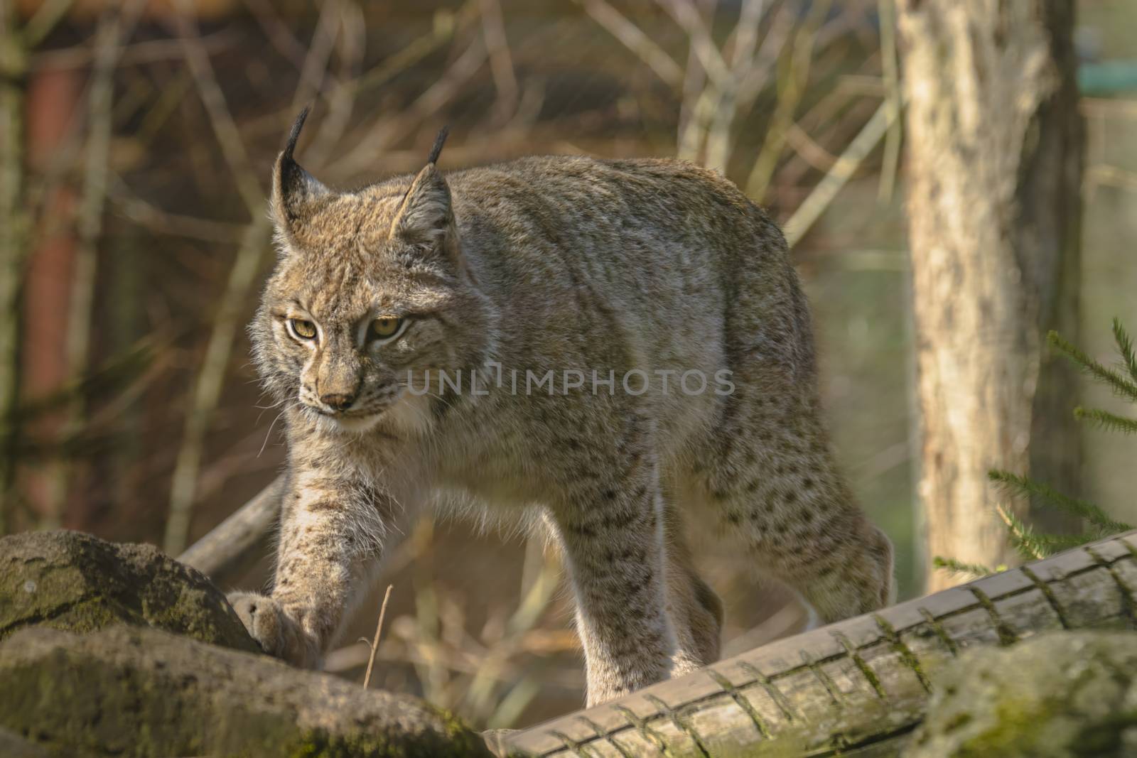 cute young lynx in the colorful wilderness forest