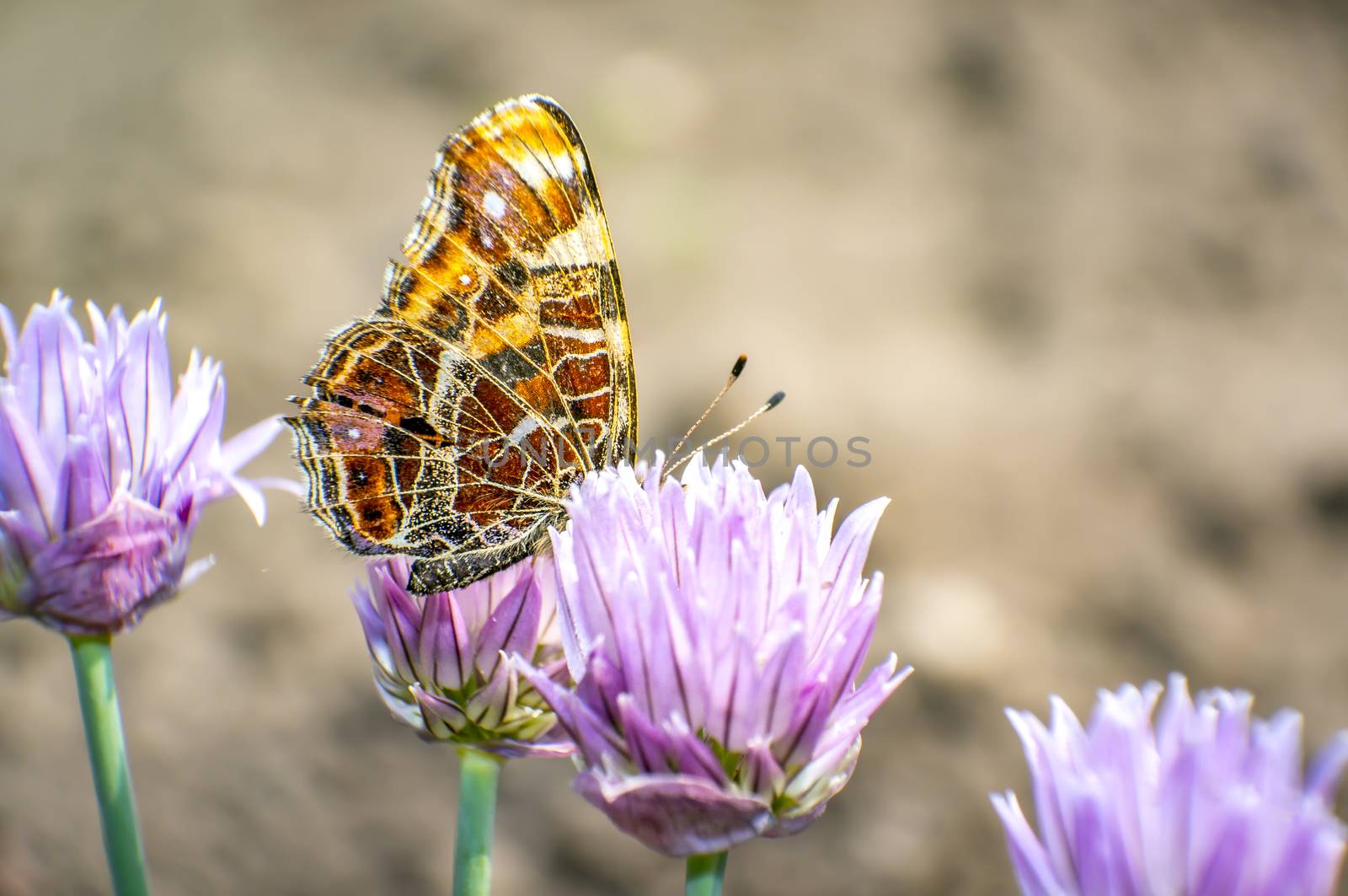 nice colored butterfly is chilling in my season garden