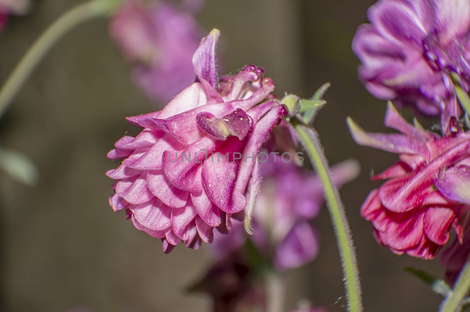 pink flowering in the green season garden