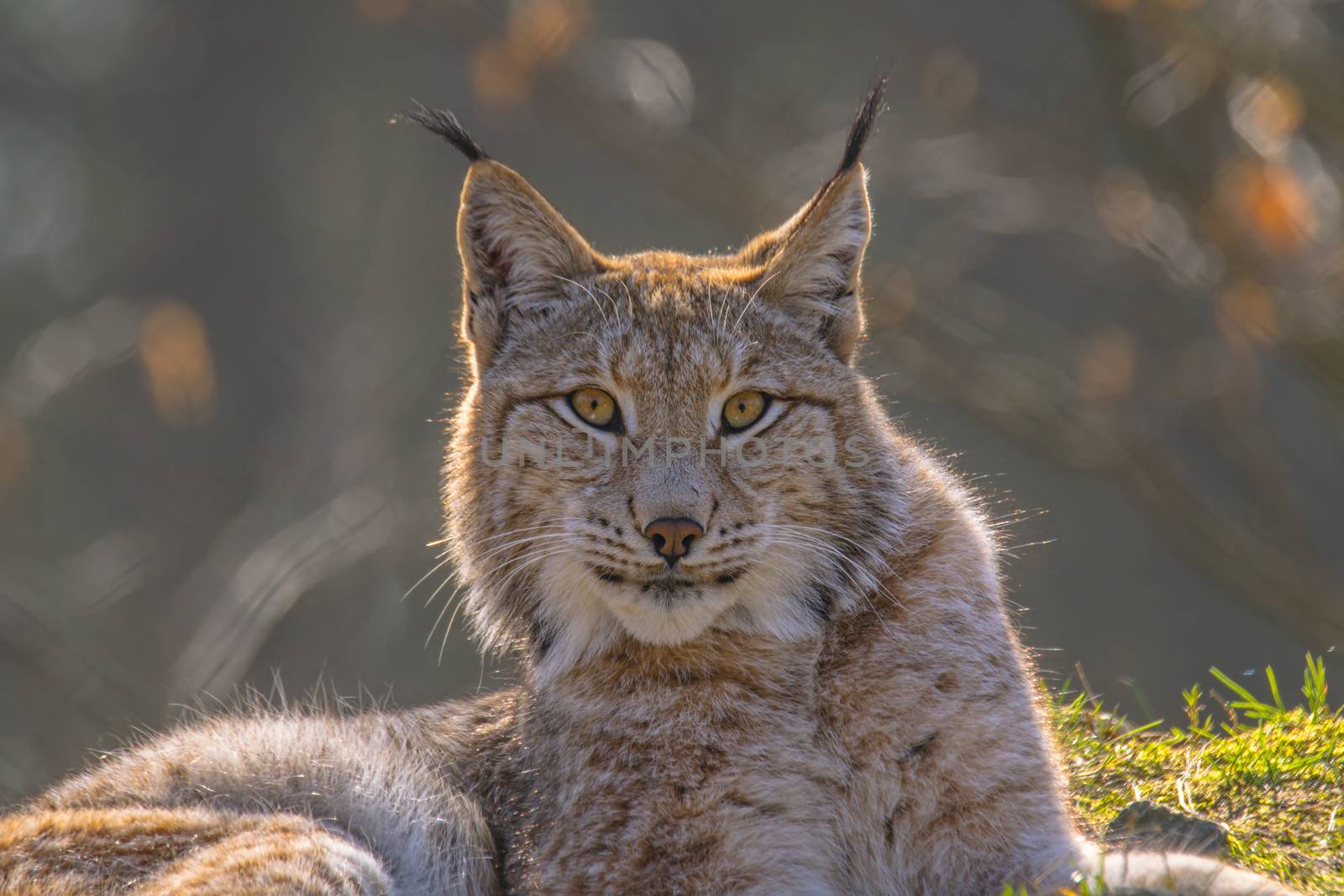 cute young lynx in the colorful wilderness forest
