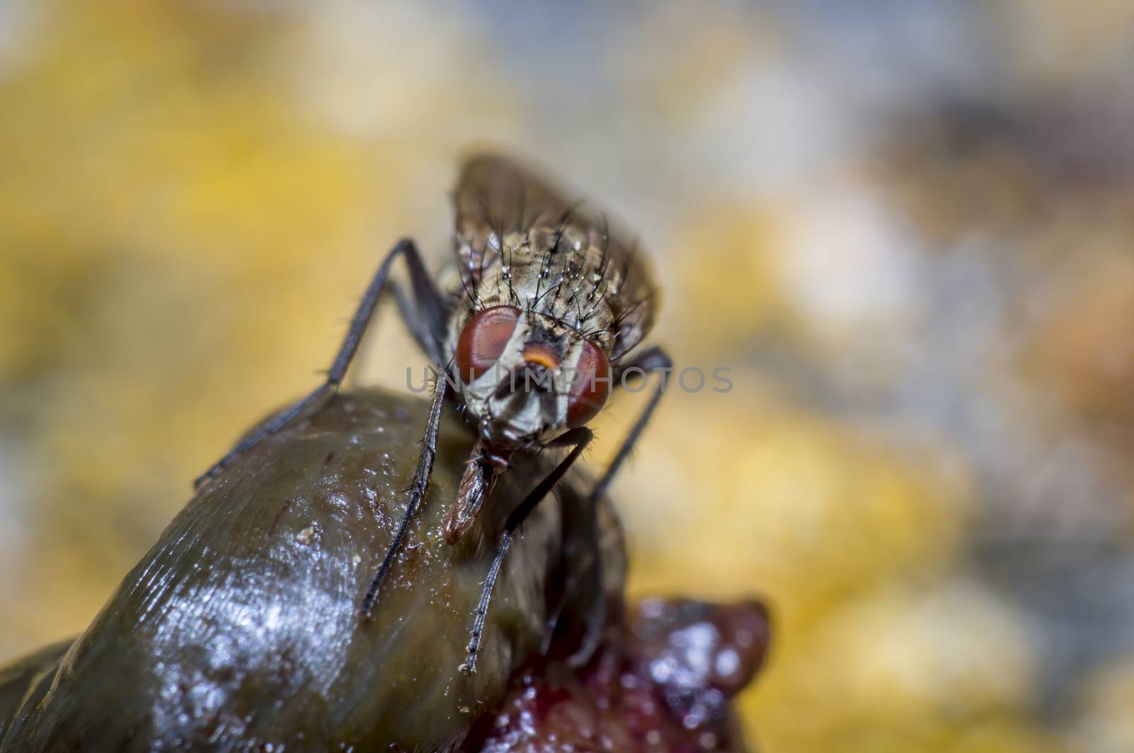 small macro fly in wild life nature