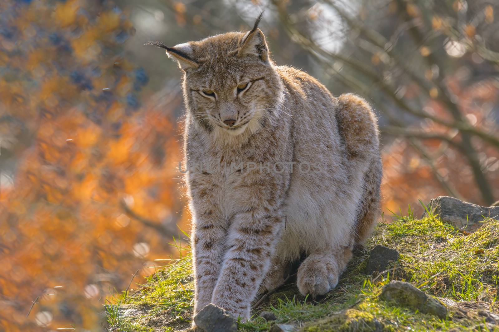 cute young lynx in the colorful wilderness forest