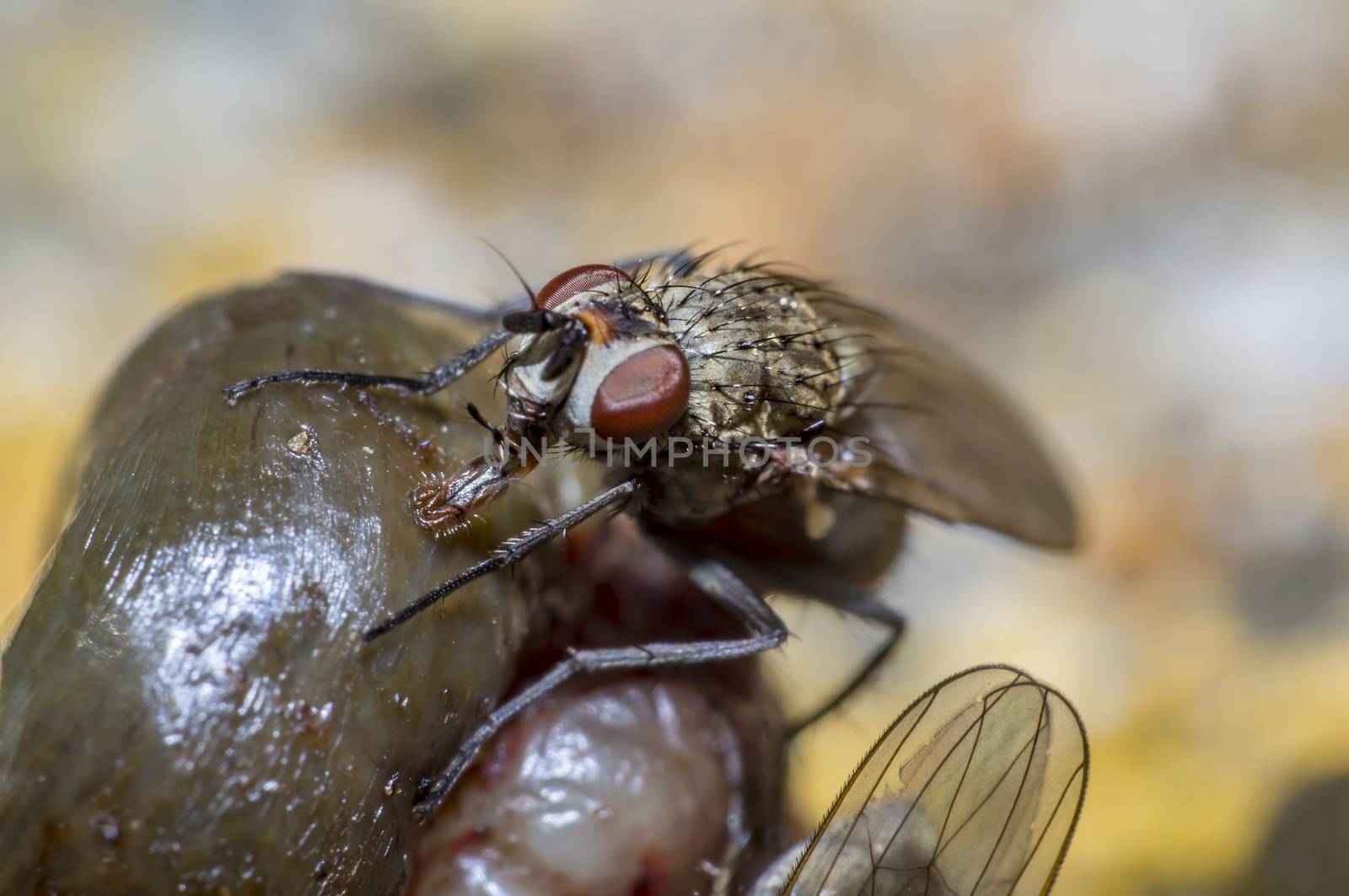 small macro fly in wild life nature