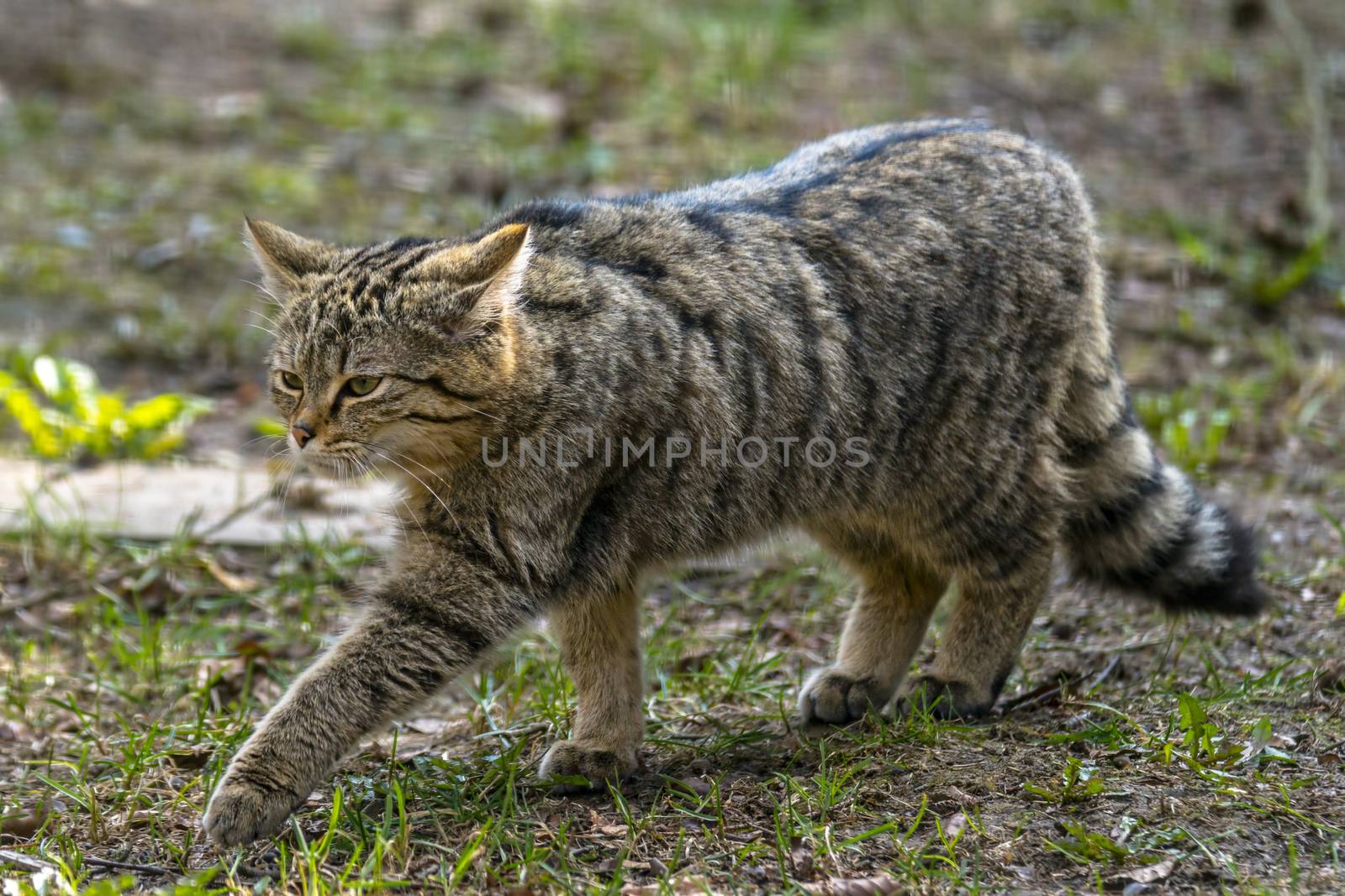 wild cat in the green season leaf forest