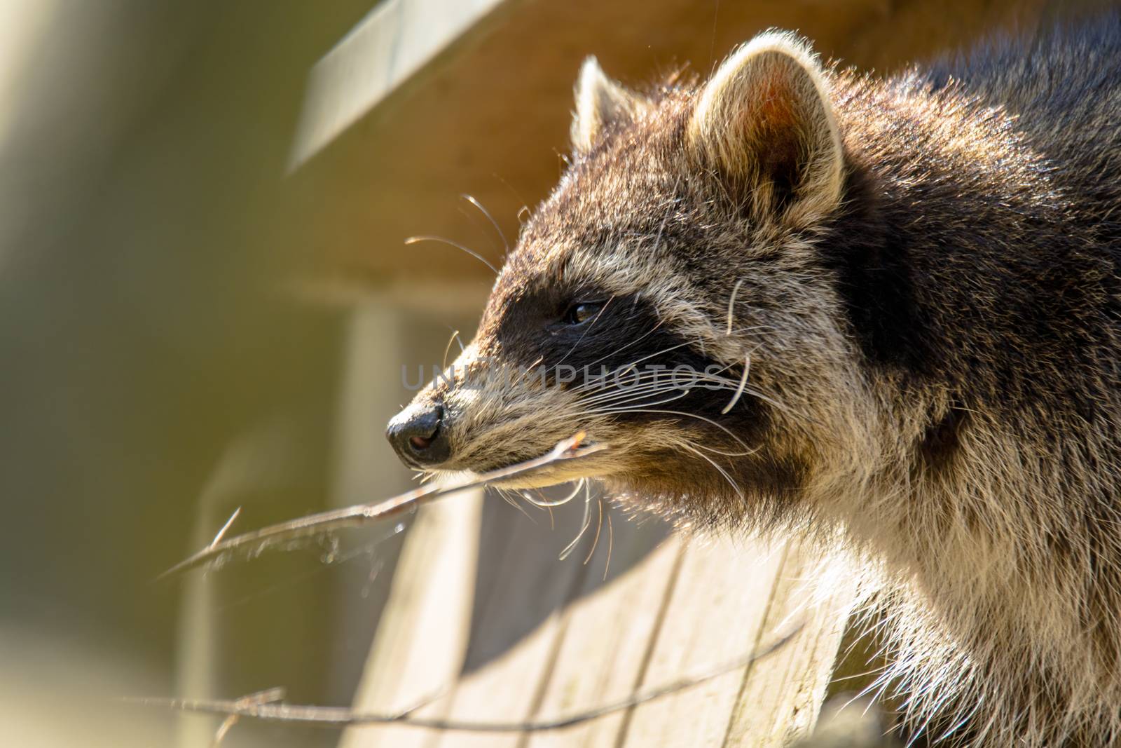 Young season raccoon plays hide in green leaves Forest