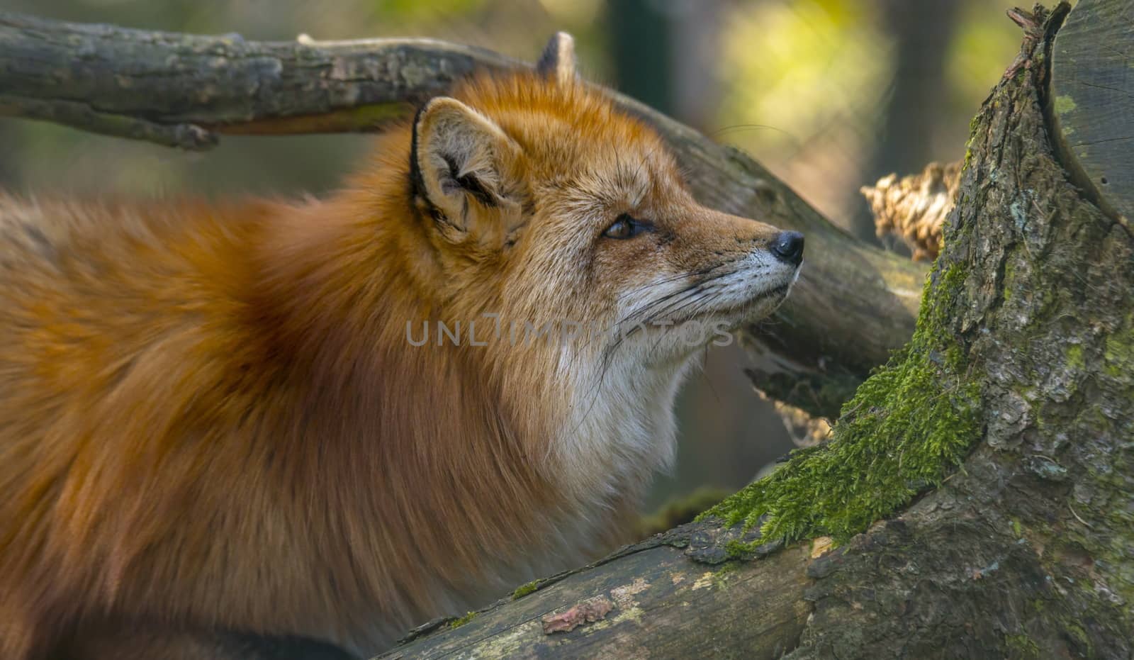 red fox hunting season in summer light