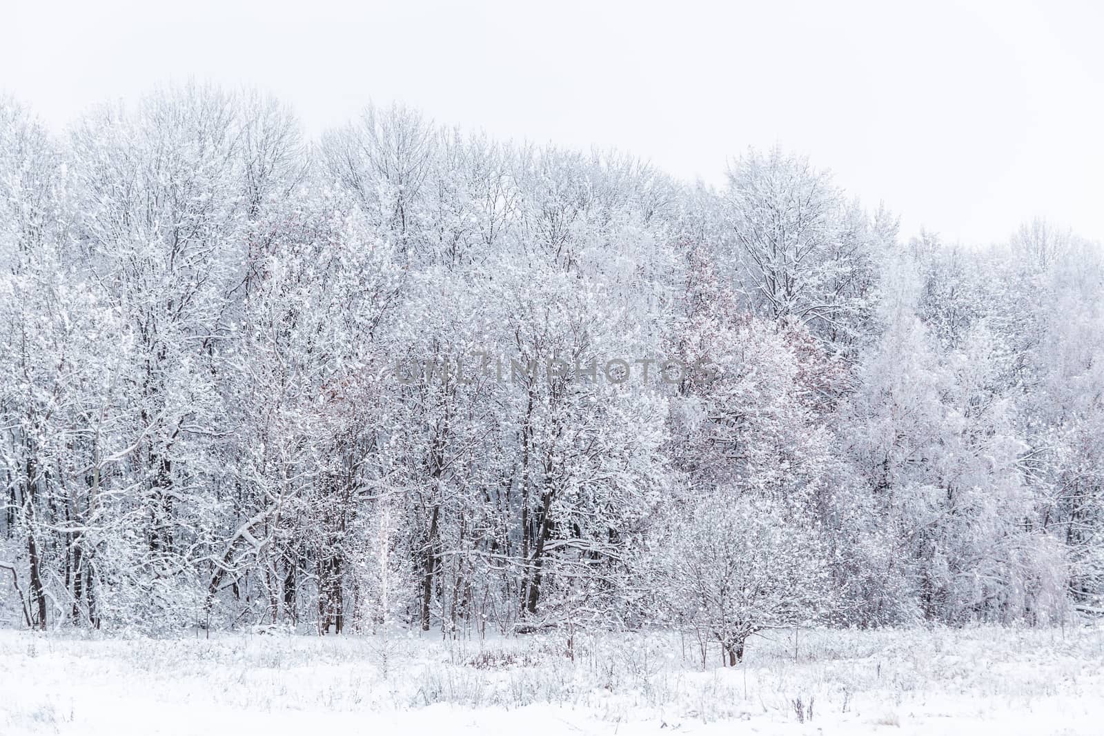 Winter snowy forest wall deadpan style background.