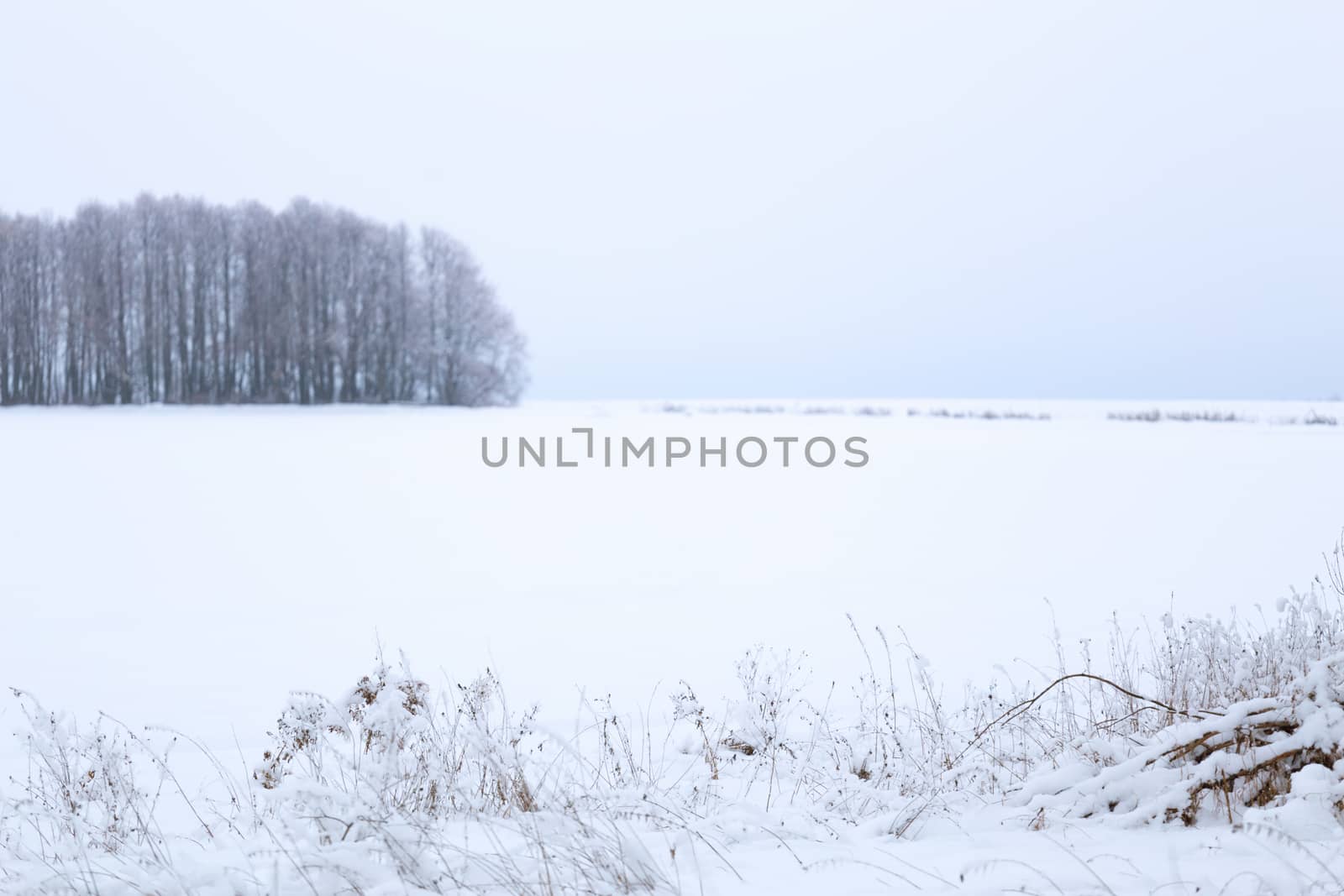 Winter snowy forest wall deadpan style background.