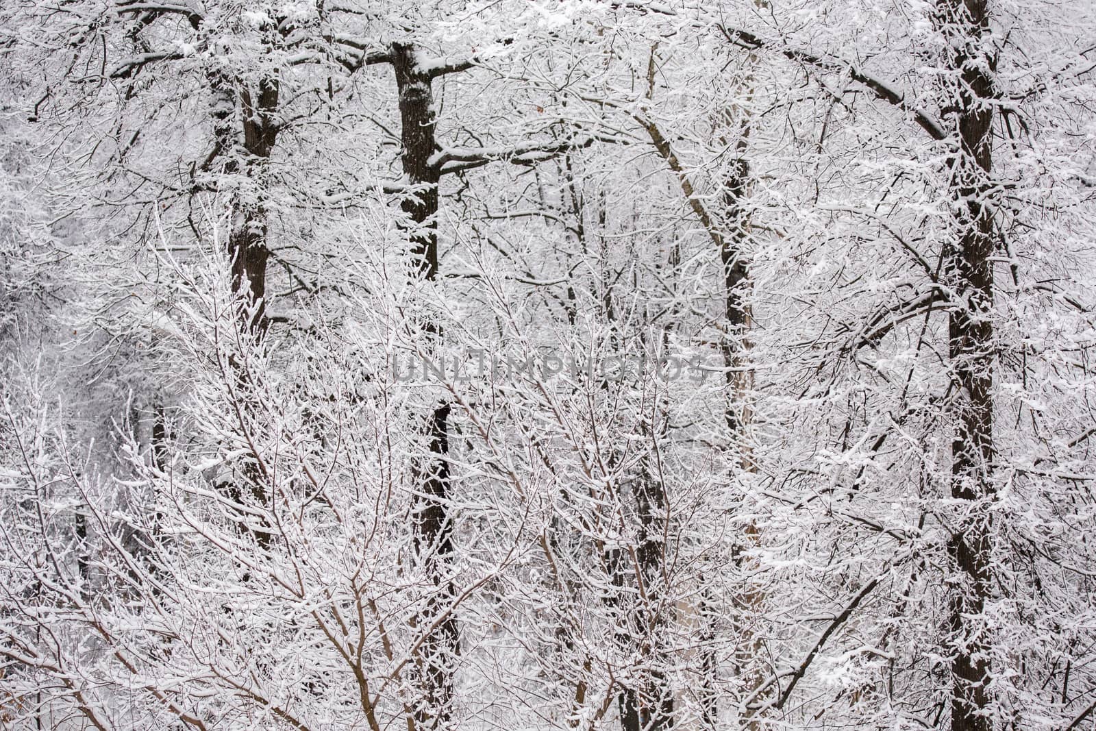 Winter snowy forest wall flat background.