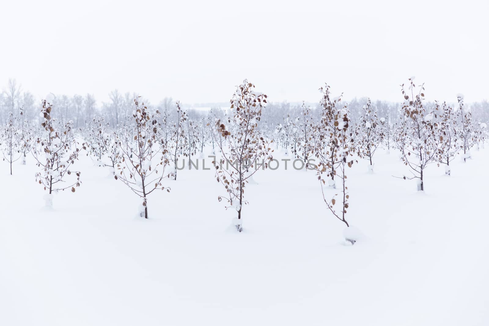 winter apple garden deadpan style with selective focus .