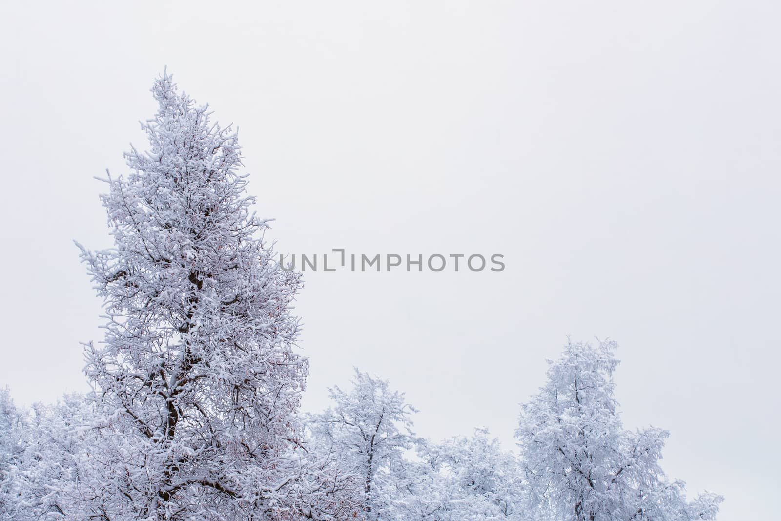 Top of frozen winter forest landscape at cloudy weather with soft light.
