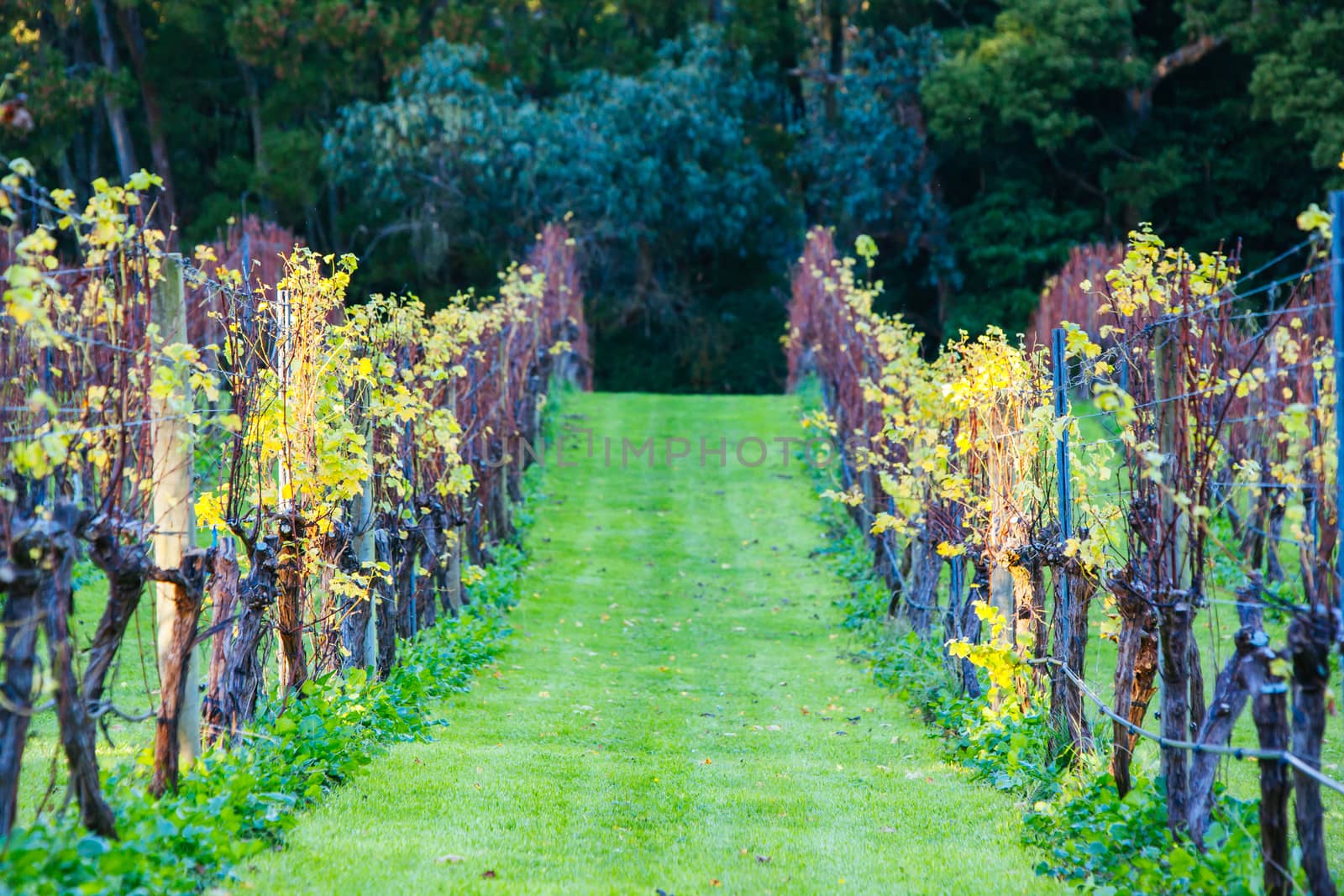 Dormant vines during winter in the Mornington Peninsula, Victoria, Australia