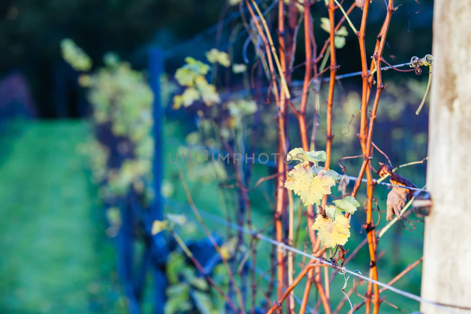 Dormant vines during winter in the Mornington Peninsula, Victoria, Australia