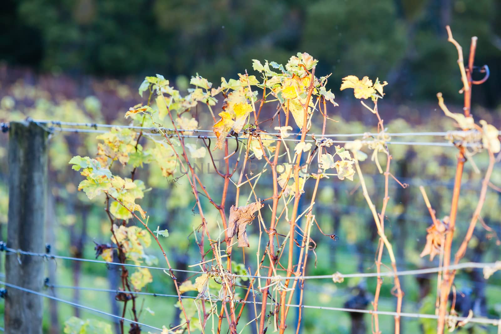 Dormant vines during winter in the Mornington Peninsula, Victoria, Australia