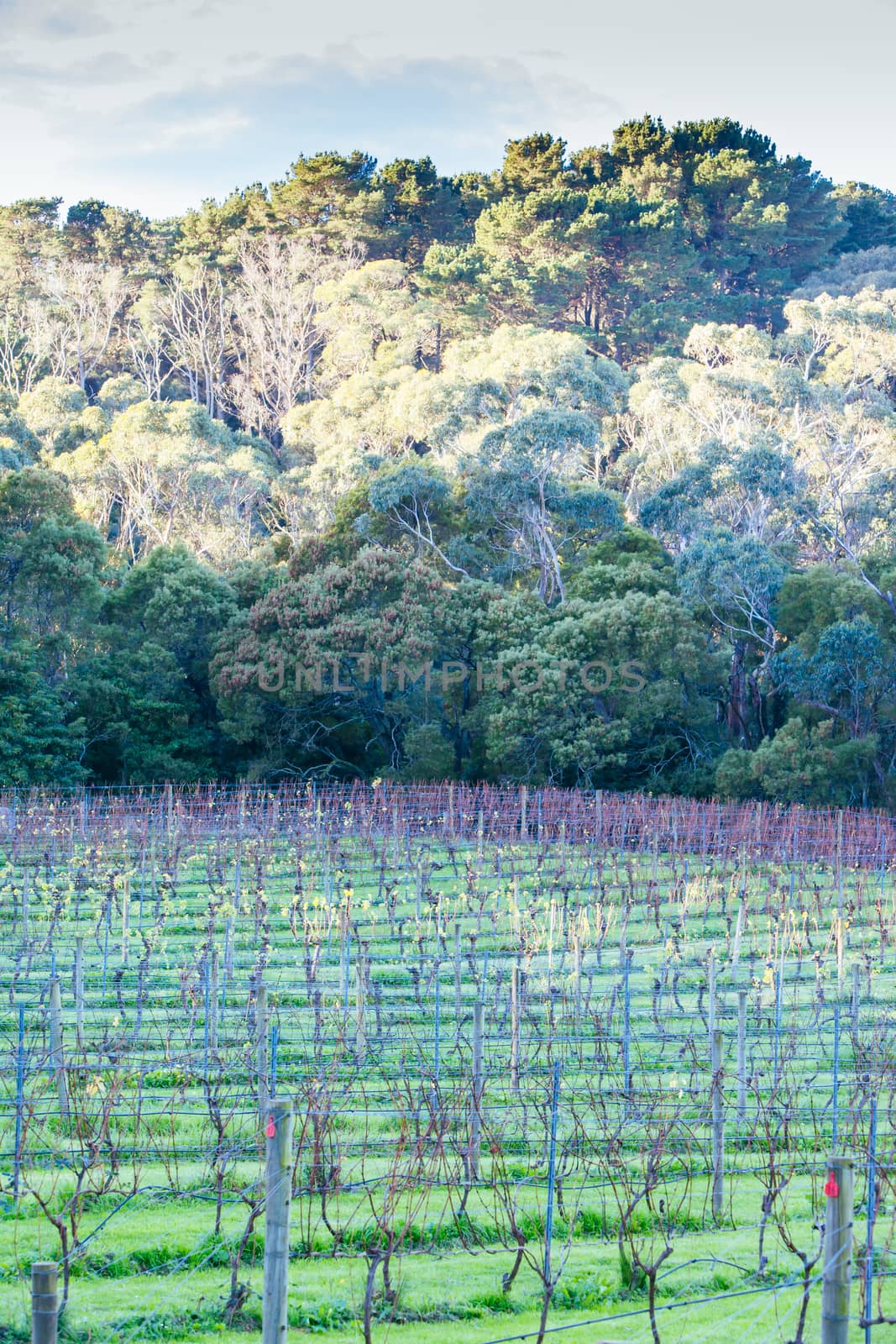 Dormant Vines During Winter in Australia by FiledIMAGE