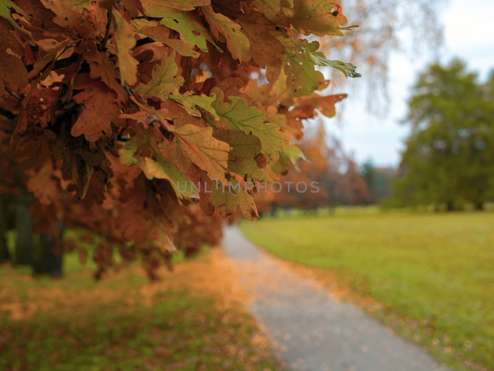 Autumn landscape. Selective focus. forest road leaves view. Road view