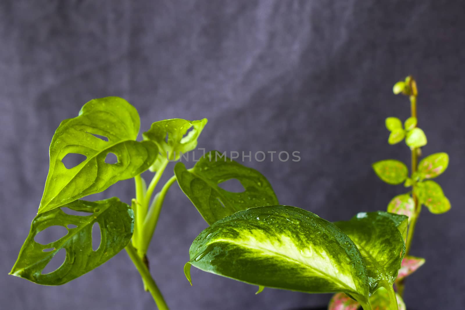 Monstera Adansoni leaves background, urban and house plants, green color