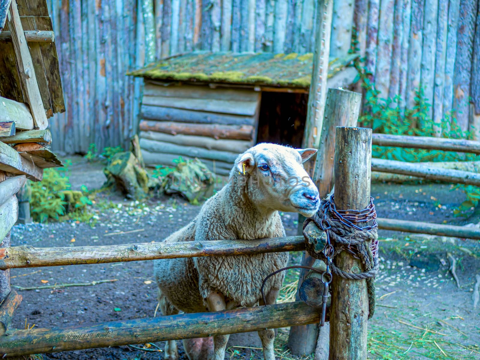Cute portrait of farm animal sheep, lamb on spring.