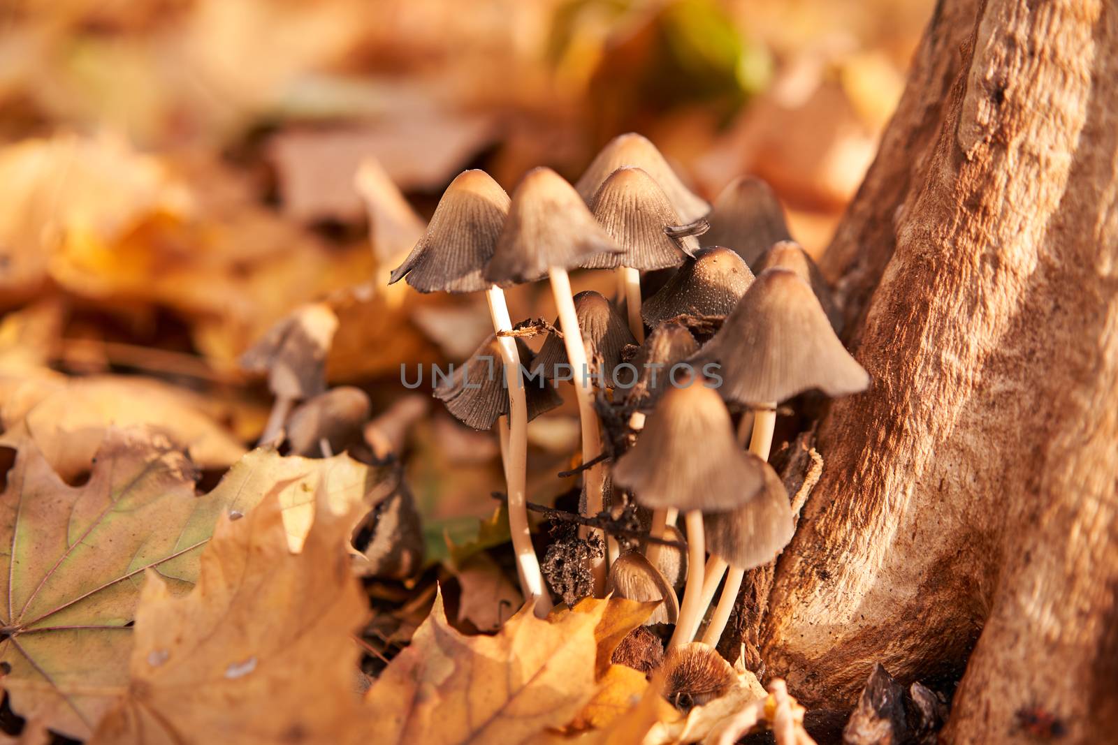Poisonous mushrooms group grow in autumn leaves near the tree. by andreonegin