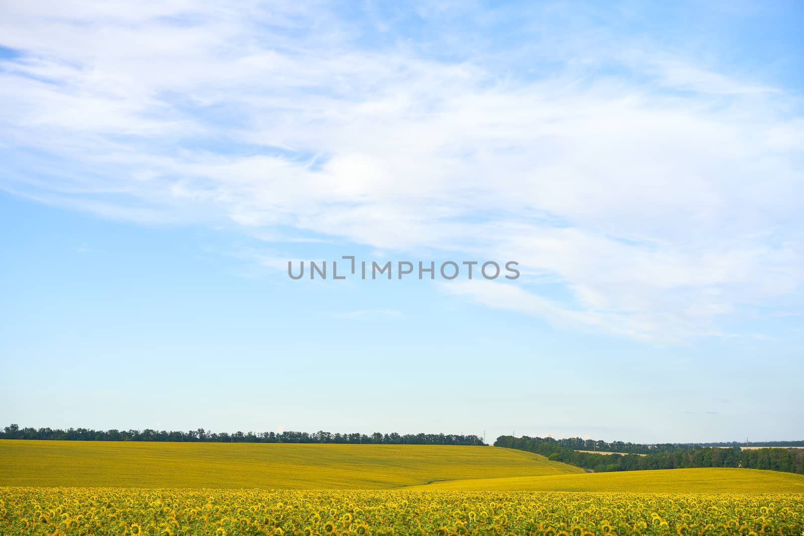 Sunflower agricultural field cloudy sky background Harvest season Summer