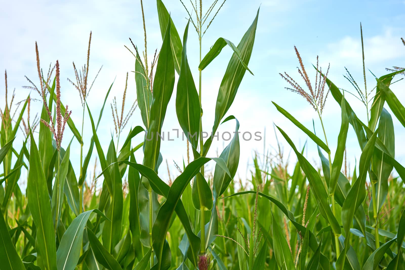 Corn agricultural field close up Summer harves season Summer vegetables growing