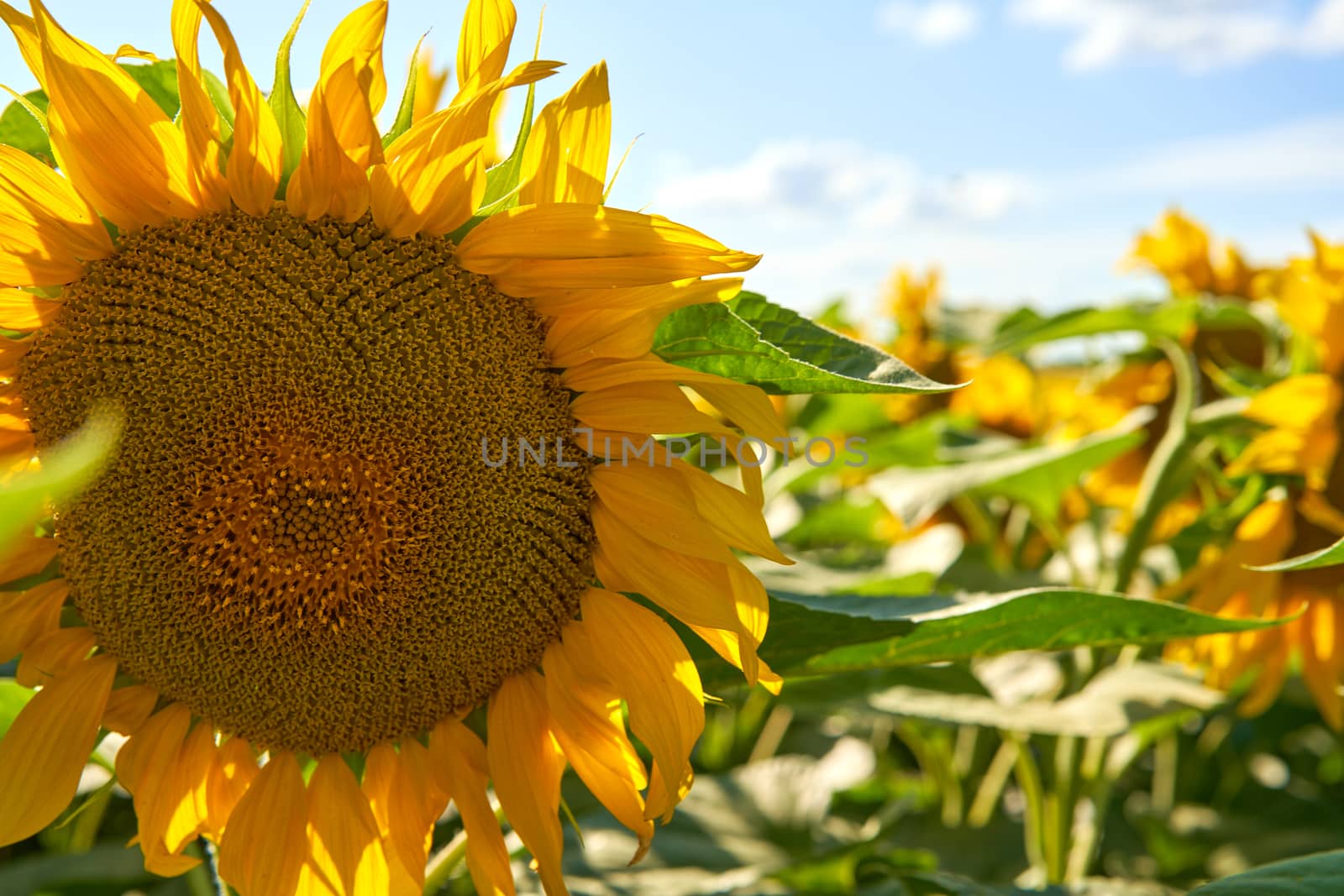 Sunflower agricultural field cloudy sky background Harvest season Summer