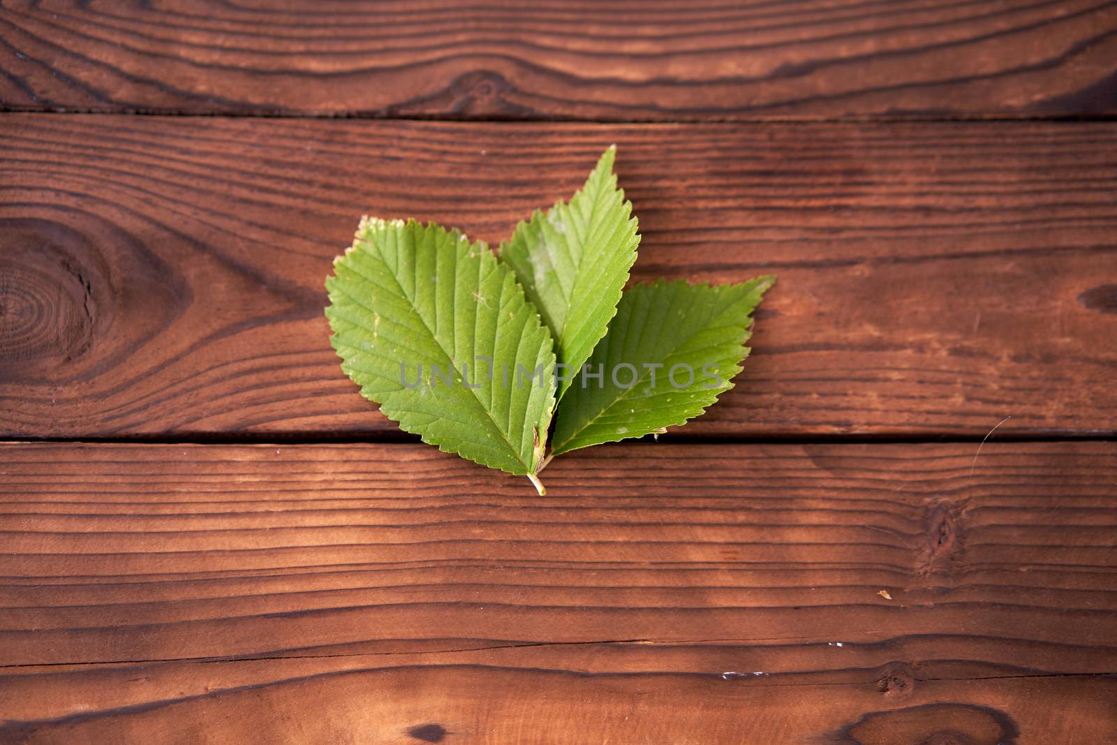 Three green leaves lie on brown wooden background Ecological concept