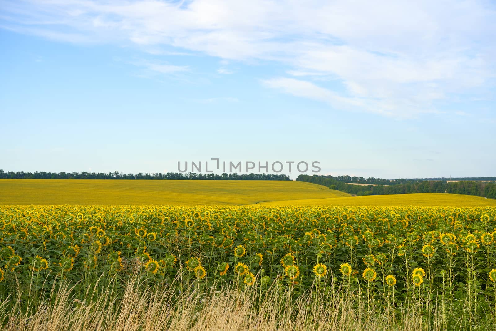 Sunflower agricultural field cloudy sky background Harvest season Summer