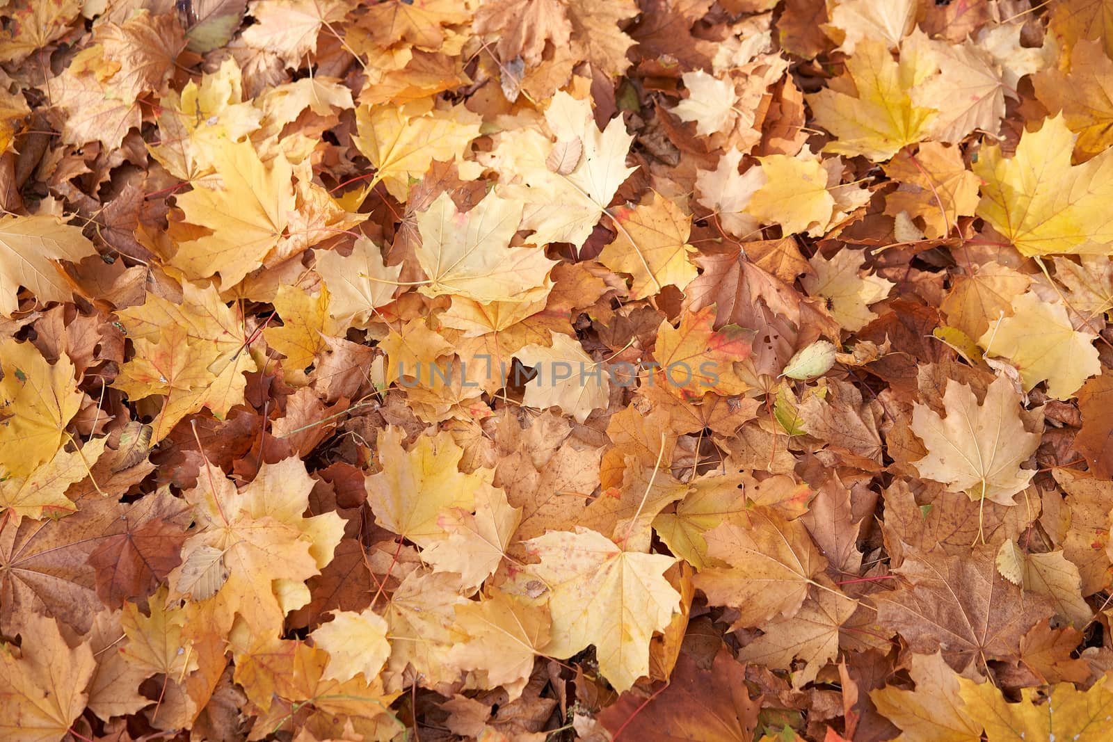 Maple autumn dry leaves background Lies on the ground Seasonal abstract theme