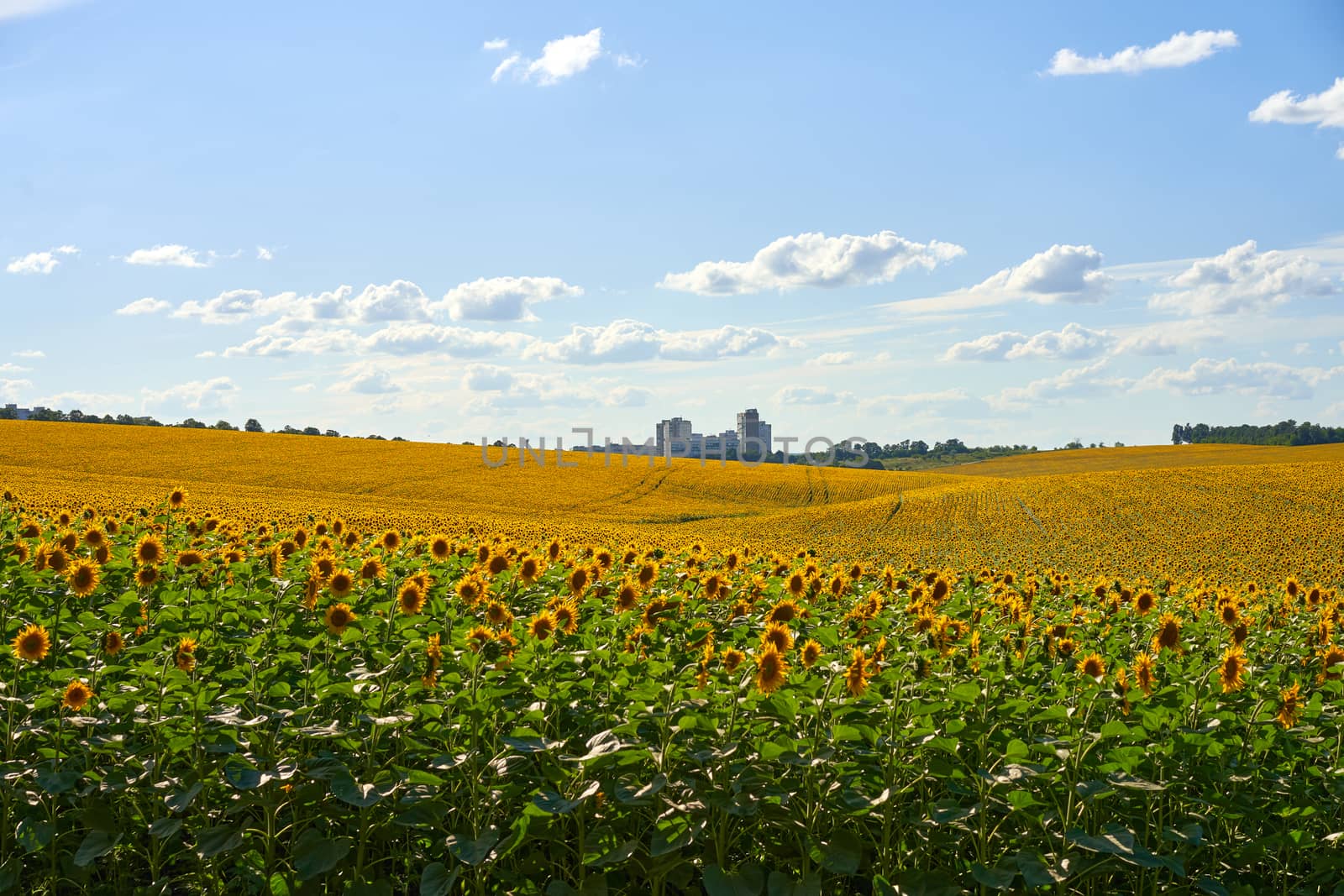 Sunflower agricultural field cloudy sky background Harvest season Summer