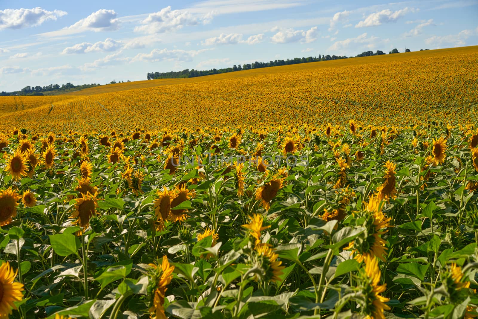 Sunflower agricultural field cloudy sky background Harvest season Summer