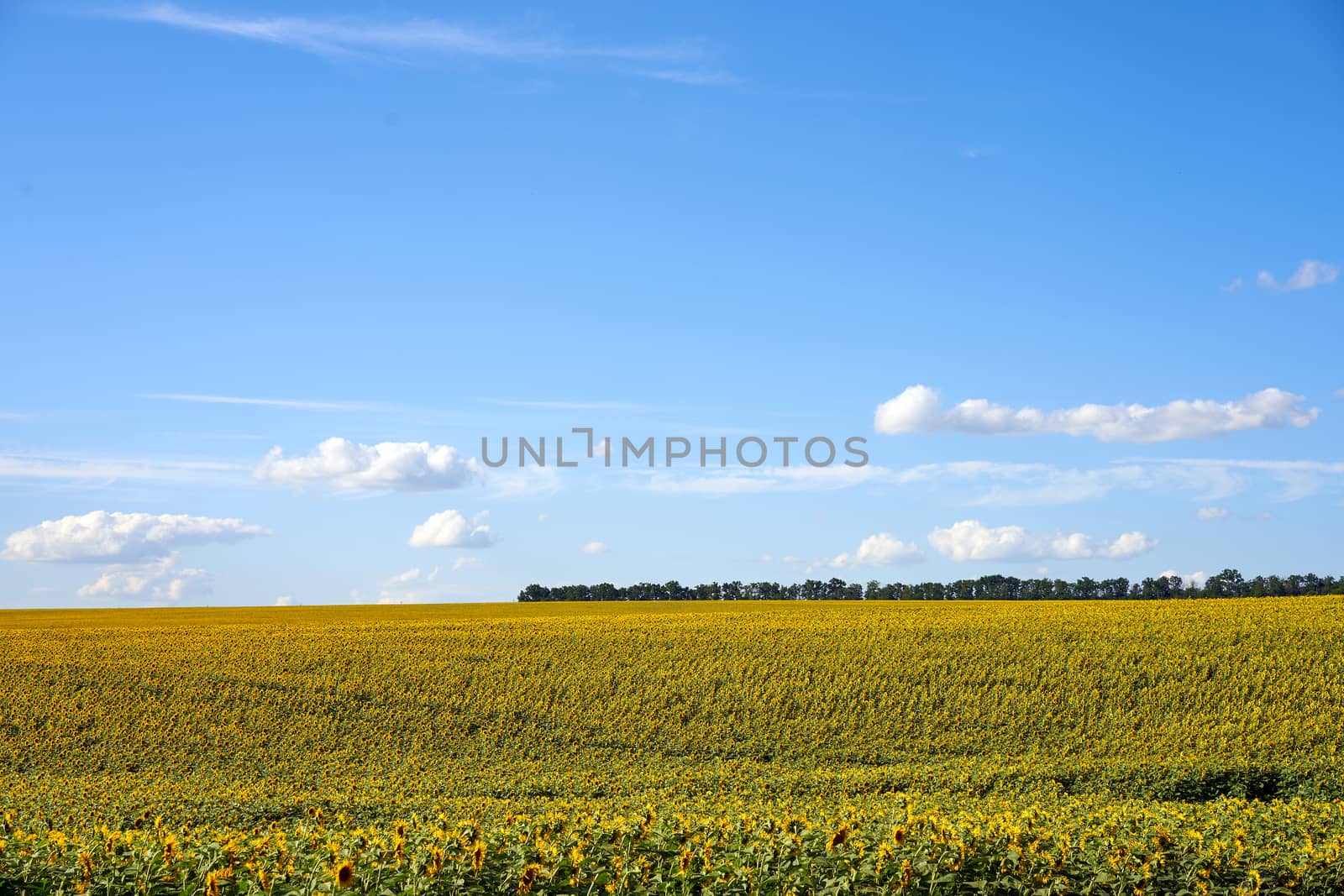 Sunflower agricultural field cloudy sky background Harvest season Summer