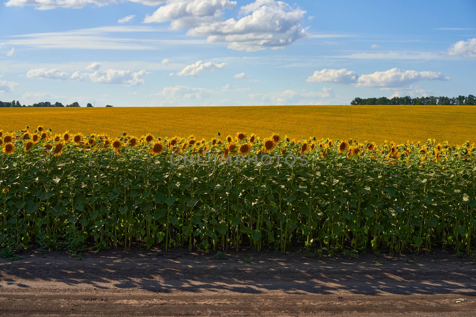 Sunflower agricultural field cloudy sky background Harvest season Summer