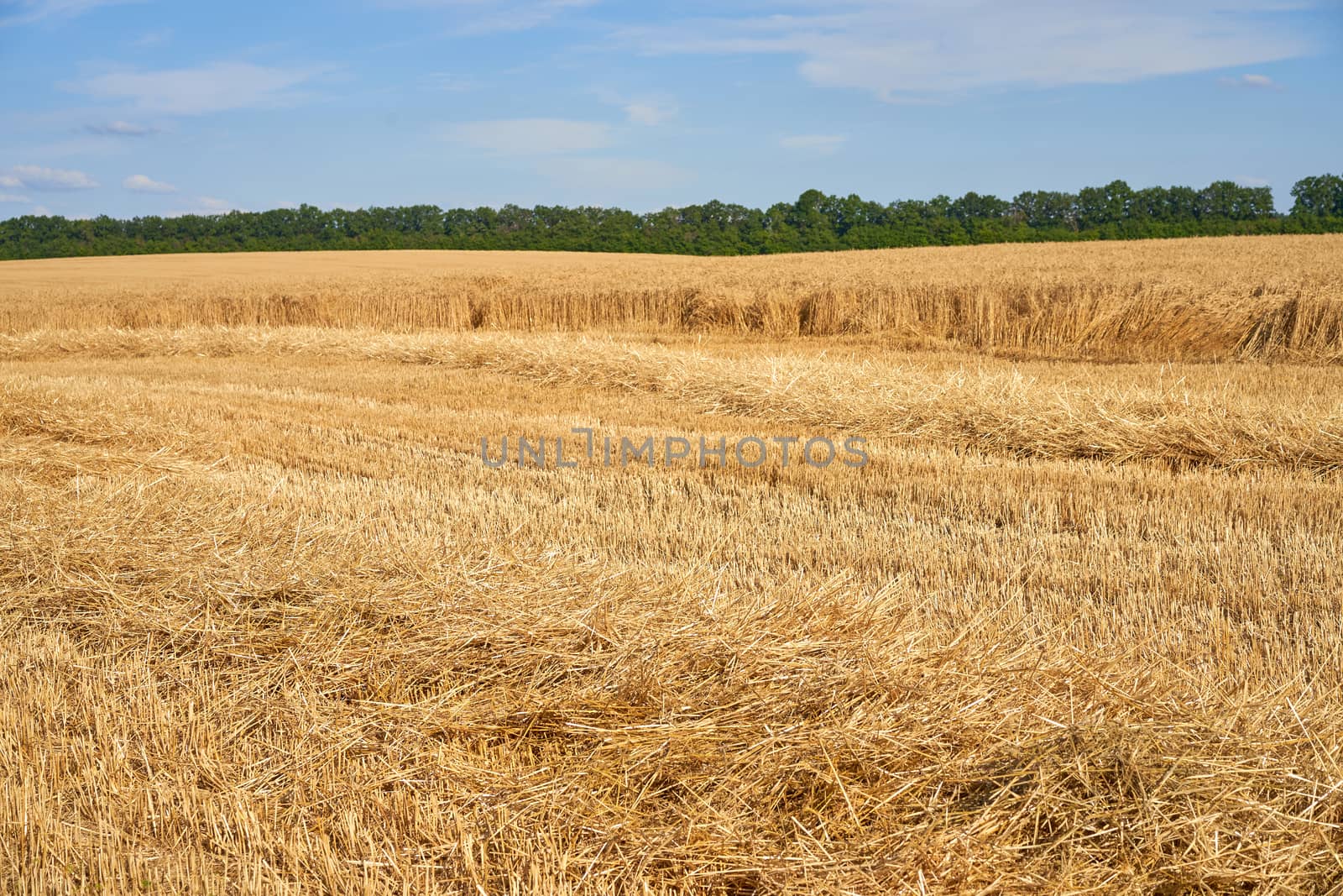 Wheat agricultural field with blue cloudy background Summer season harvesting