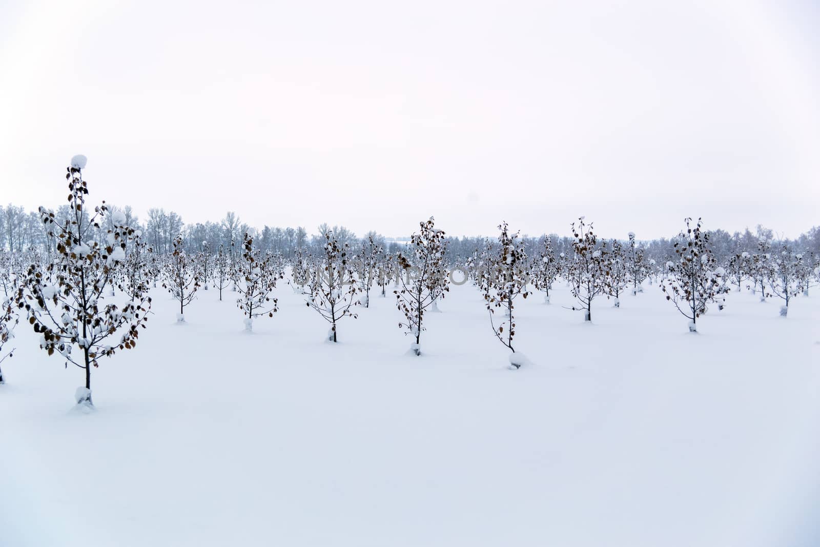 winter apple garden deadpan style with selective focus .