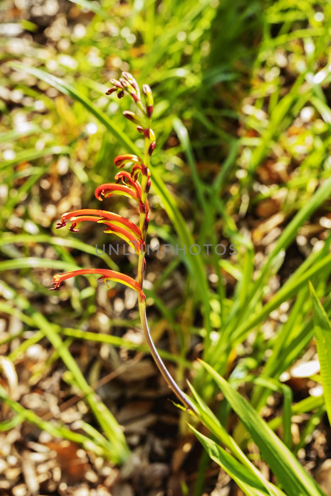 Beautiful chasmanthe bicolor flower -Africal flag -,the upper tepals of the flowers are orange , the bottom tepals are  green with yellow tube