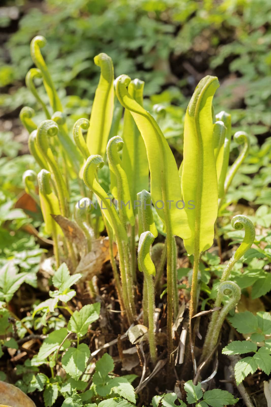 Asplenium  plant by victimewalker