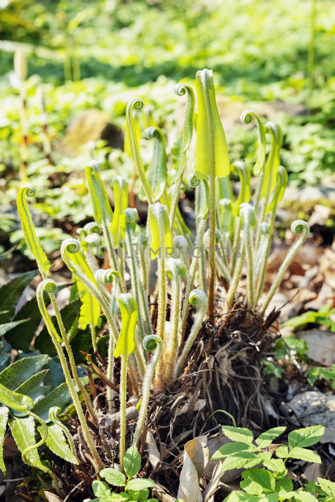 Asplenium fern plant by victimewalker