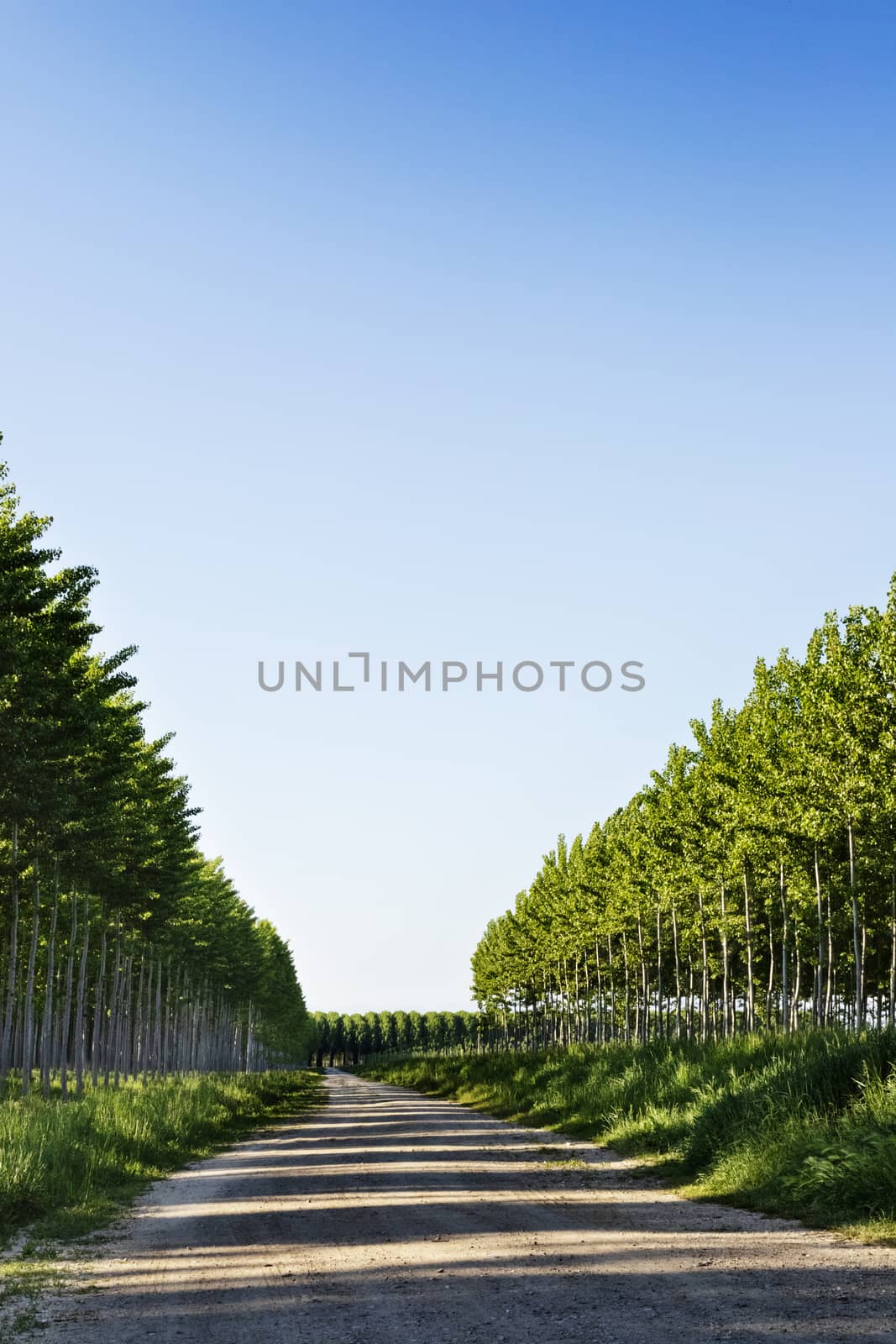 Aspen trees in a sunny day by victimewalker